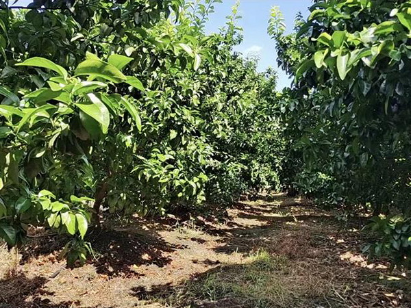 黄腐酸钾能解决哪些问题？使用对象有哪些？