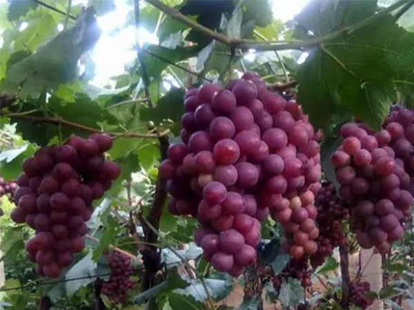 黄腐酸能起到哪些效果？