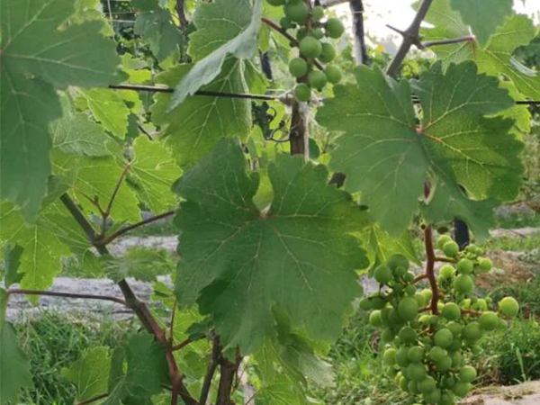 黄腐酸的使用范围有哪些？